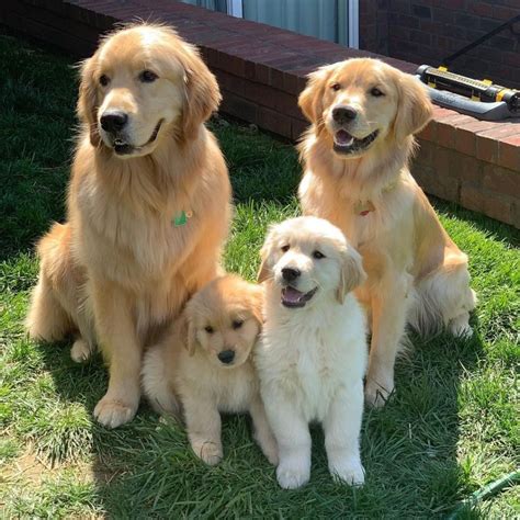 Golden Retrievers: Whats Good About Em, Whats。